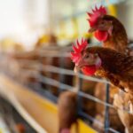 WhatsApp Image 2025-04-05 at 11.47.13