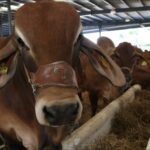 WhatsApp Image 2025-05-13 at 08.47.20