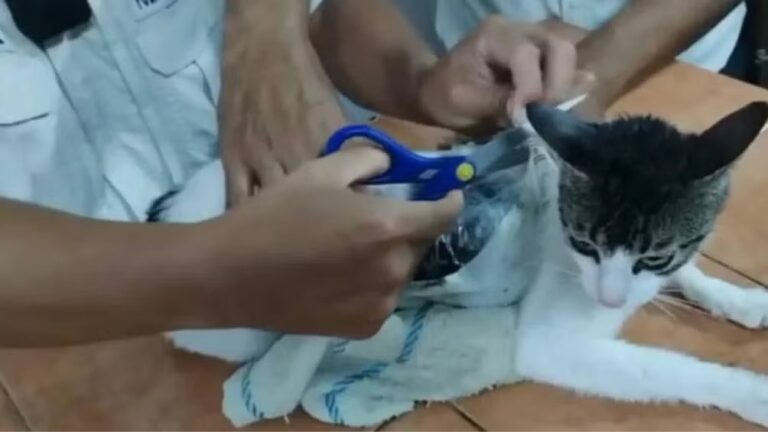 WhatsApp Image 2025-05-19 at 08.32.18