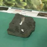 WhatsApp Image 2025-05-19 at 09.45.54