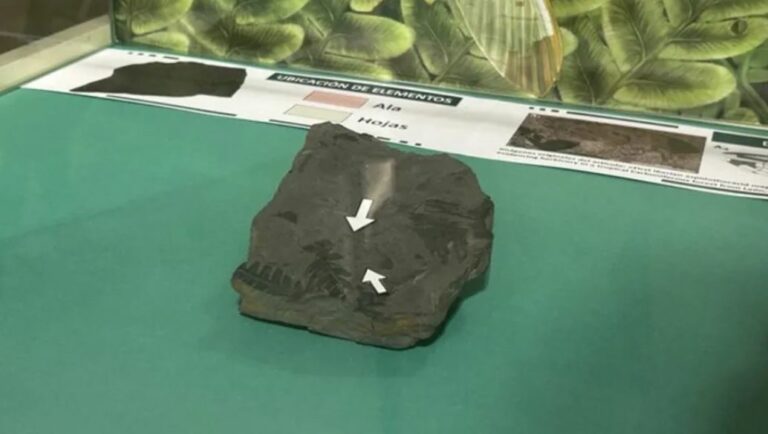 WhatsApp Image 2025-05-19 at 09.45.54