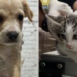 WhatsApp Image 2025-07-10 at 10.18.36