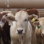 WhatsApp Image 2025-07-10 at 10.35.36