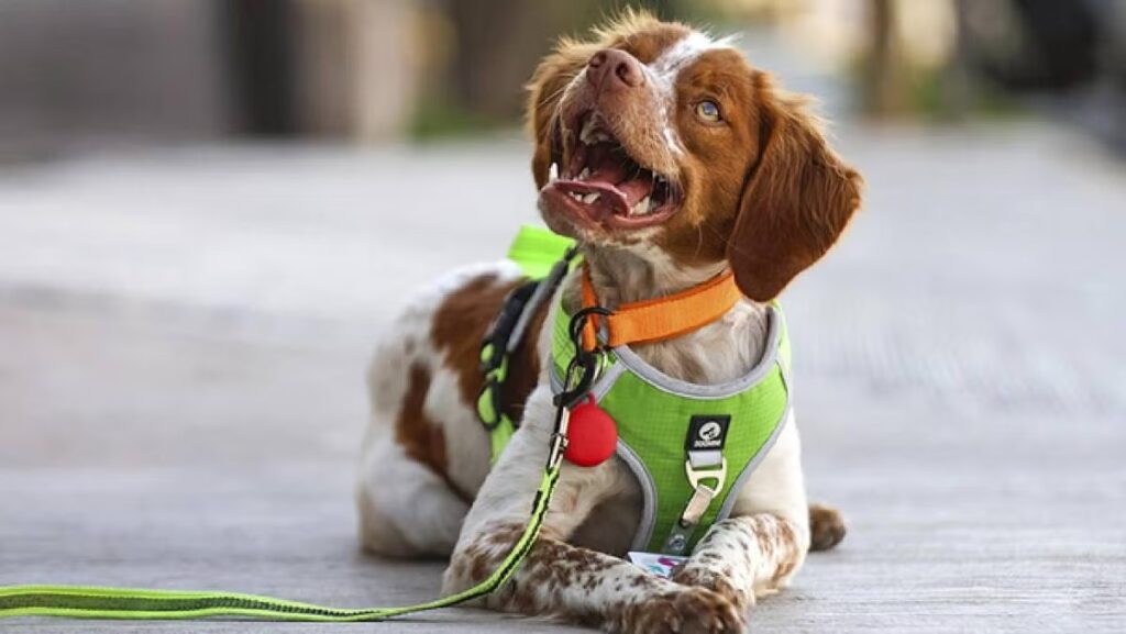 WhatsApp Image 2025-09-09 at 08.01.02