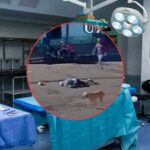 WhatsApp Image 2025-10-06 at 10.07.59