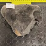 WhatsApp Image 2025-11-11 at 09.08.46