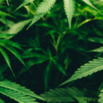 WhatsApp Image 2026-02-05 at 11.04.05