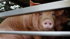 WhatsApp Image 2026-02-26 at 09.29.06