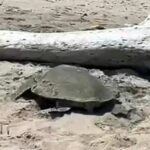 WhatsApp Image 2026-04-03 at 12.12.46