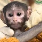 WhatsApp Image 2026-04-11 at 20.26.34