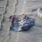 WhatsApp Image 2026-04-17 at 08.24.22